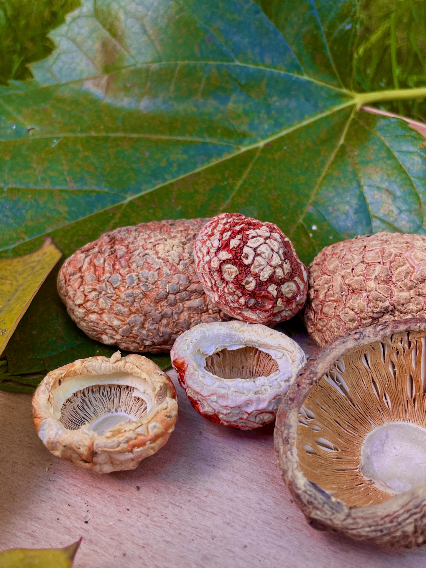 Dried Amanita PREMIUM