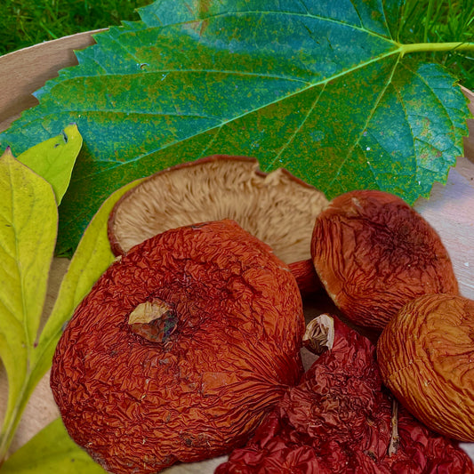 Dried Amanita Muscaria Grade A